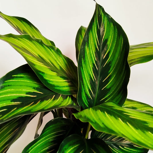 Calathea New Beauty Star