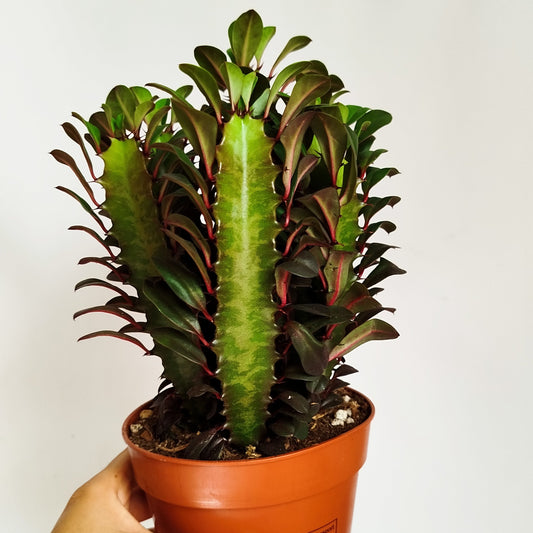 Euphorbia Trigona Rubra