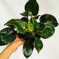 Philodendron Birkin