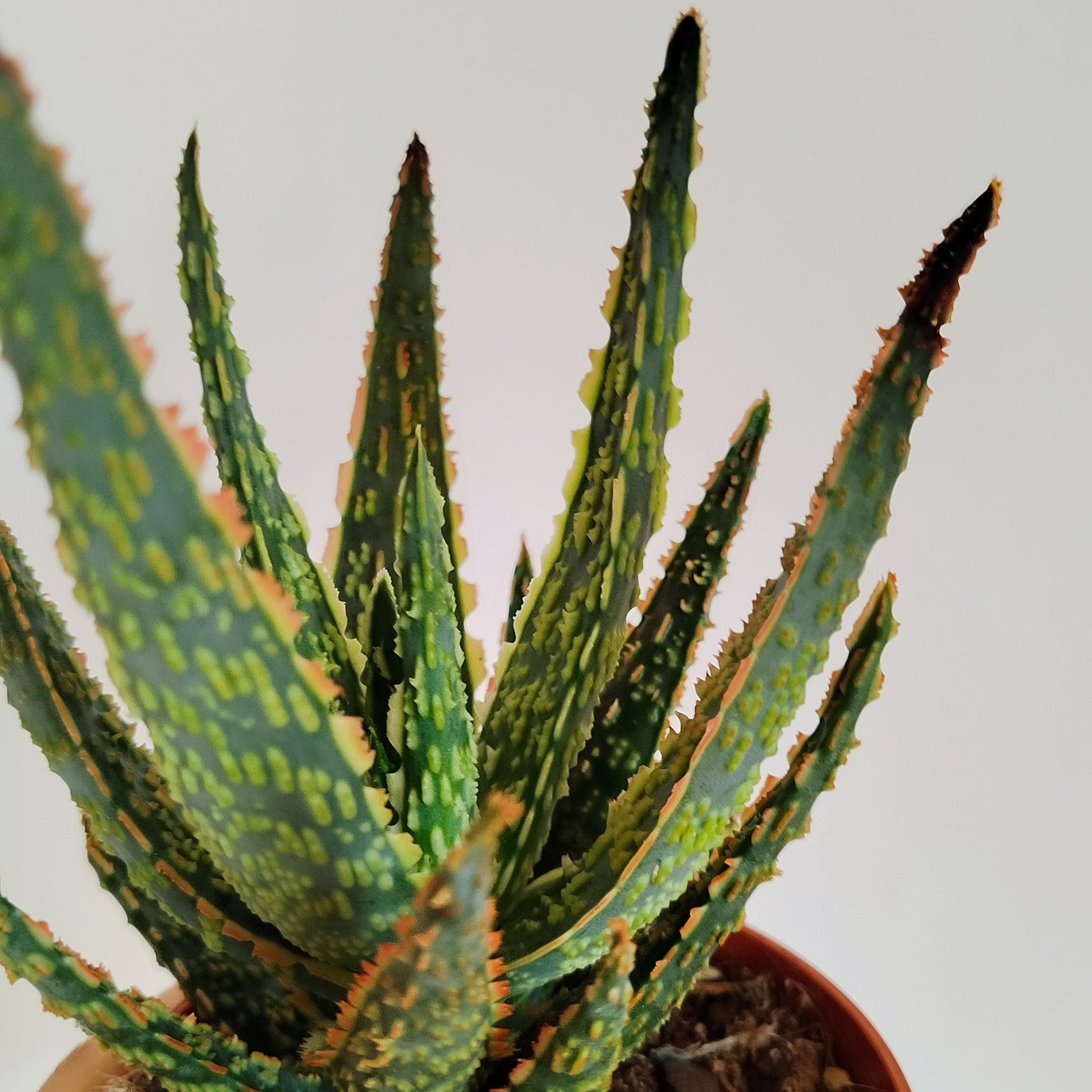Aloe zebrina 'Danyz'