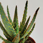 Aloe zebrina 'Danyz'