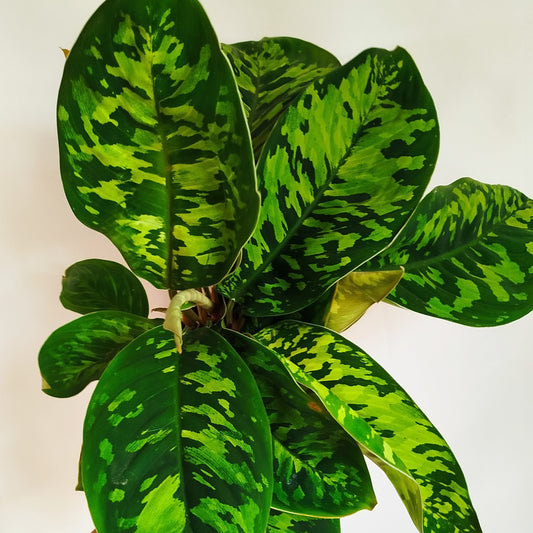 Homalomena ‘Camuflaje’,