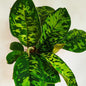 Homalomena ‘Camuflaje’,