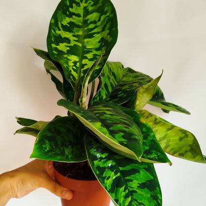 Homalomena ‘Camuflaje’,