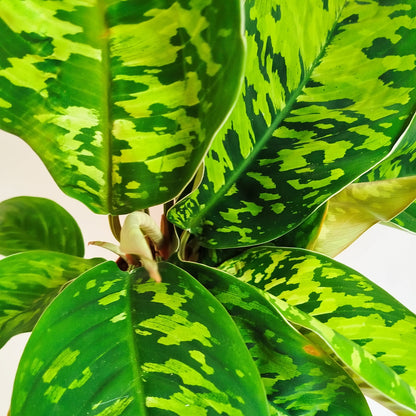 Homalomena ‘Camuflaje’,