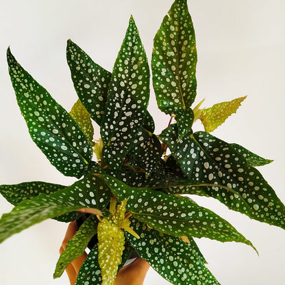 Begonia 'Double Dot'