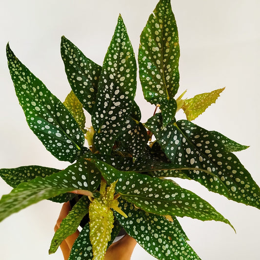 Begonia 'Double Dot'