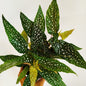 Begonia 'Double Dot'