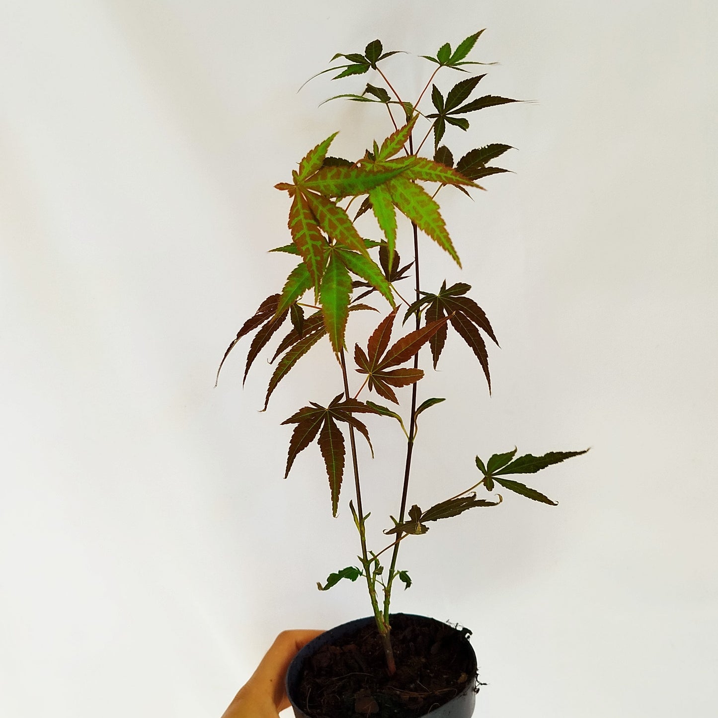 Arce Japones Atropurpureum