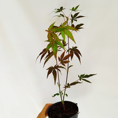 Arce Japones Atropurpureum