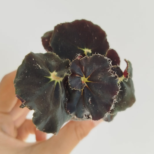 Begonia ‘Black Mambo’