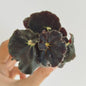 Begonia ‘Black Mambo’
