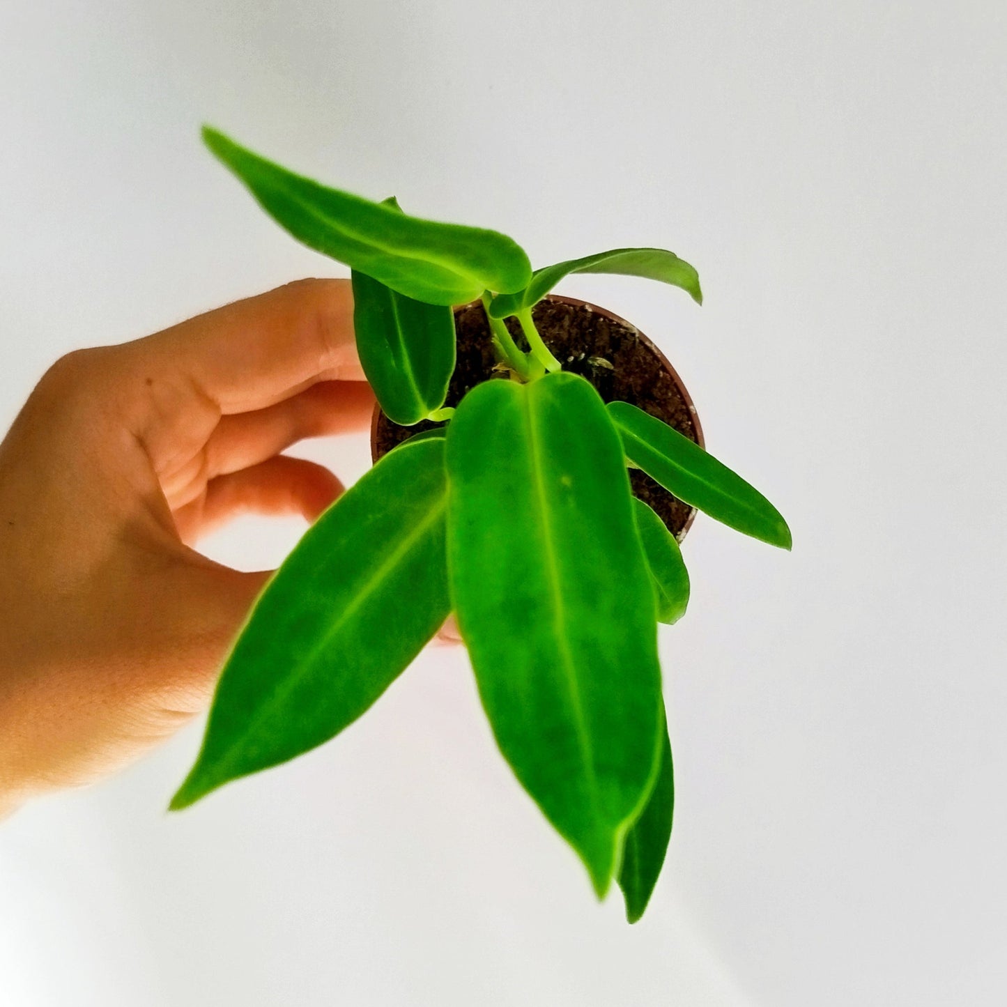 Anthurium Warocqueanum Baby