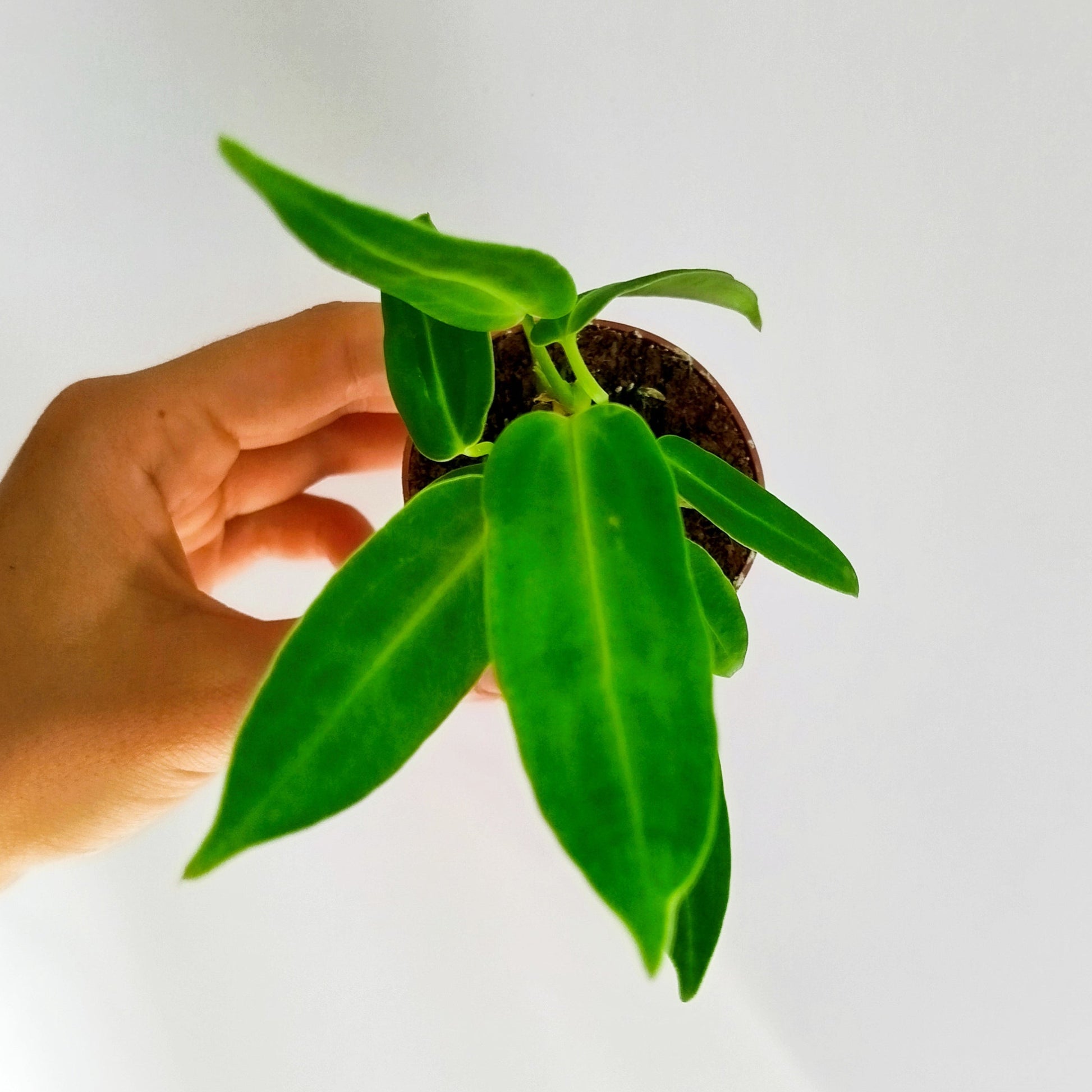 Anthurium Warocqueanum Baby
