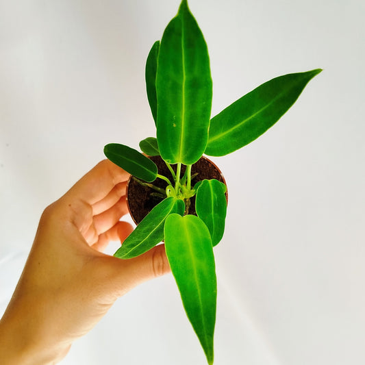 Anthurium Warocqueanum Baby