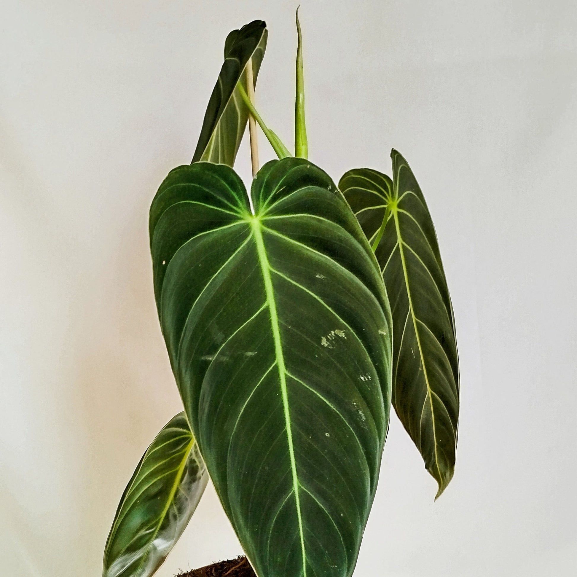 philodendron melanochrysum