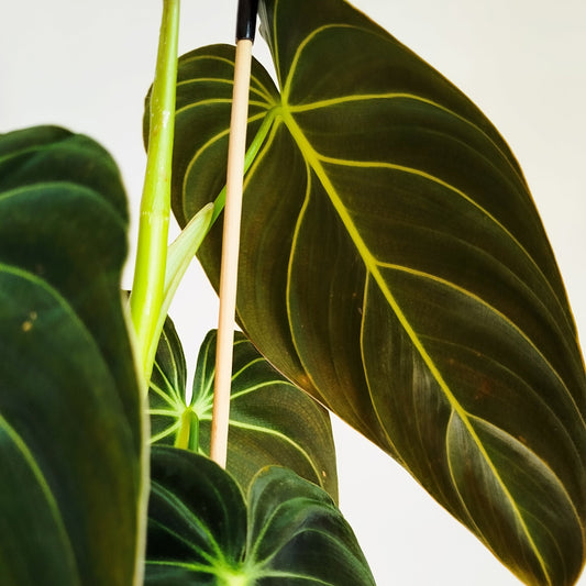 Philodendron melanochrysum