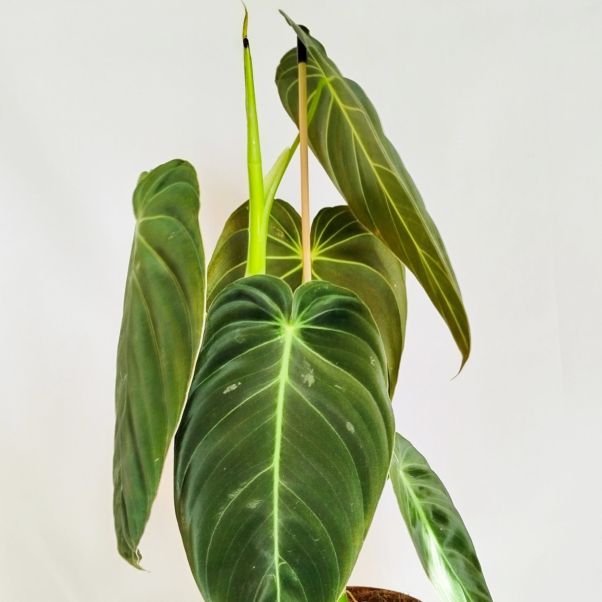 philodendron melanochrysum