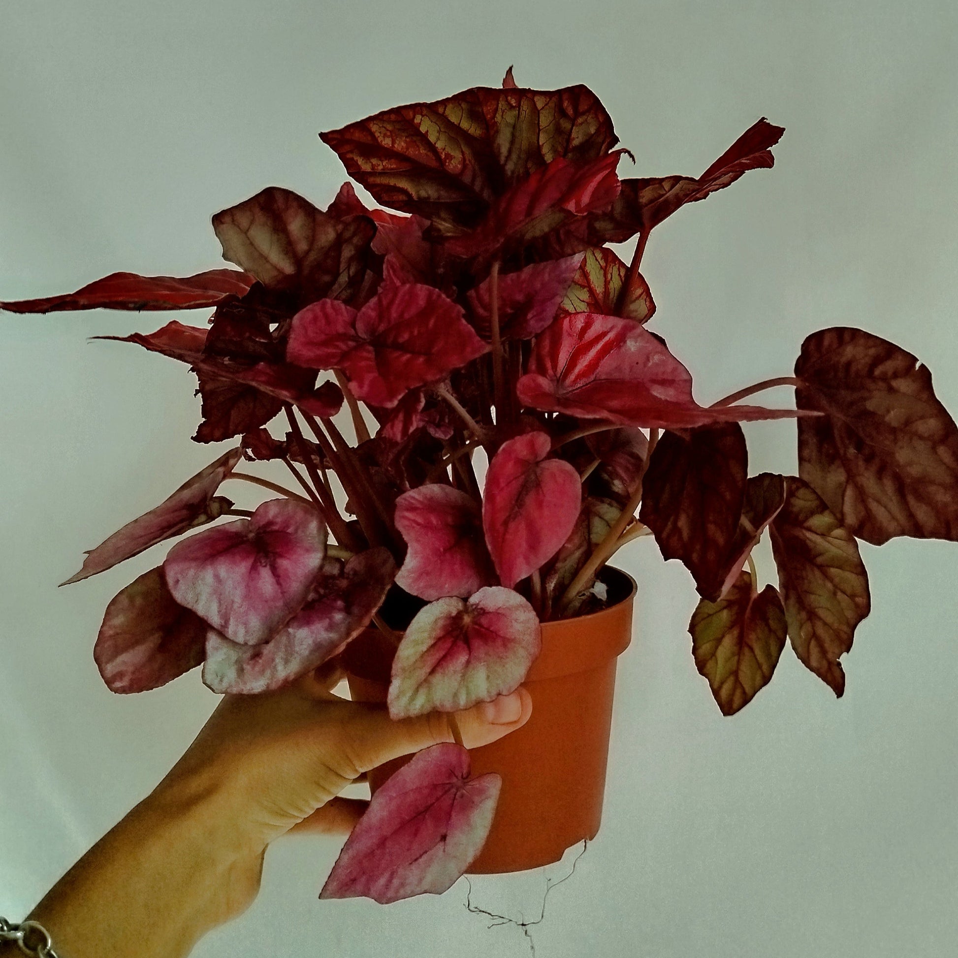Begonia Inca Flame