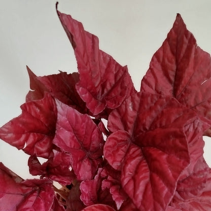 Begonia Inca Flame