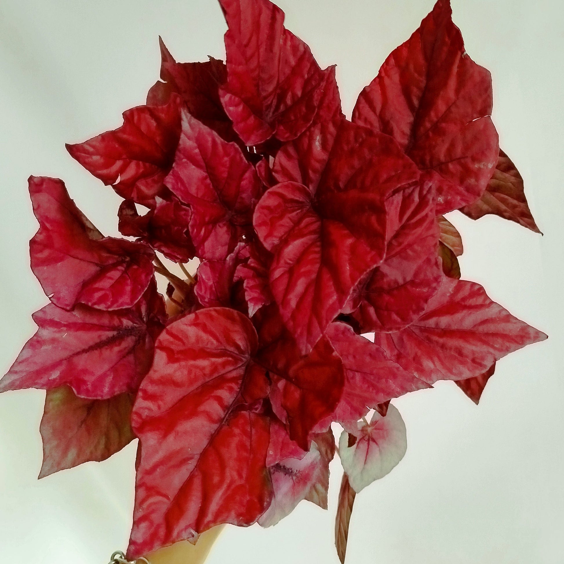 Begonia Inca Flame