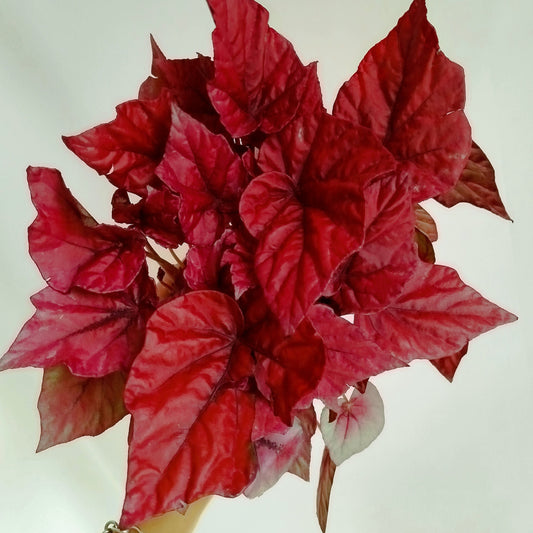 Begonia Inca Flame