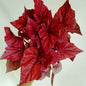 Begonia Inca Flame