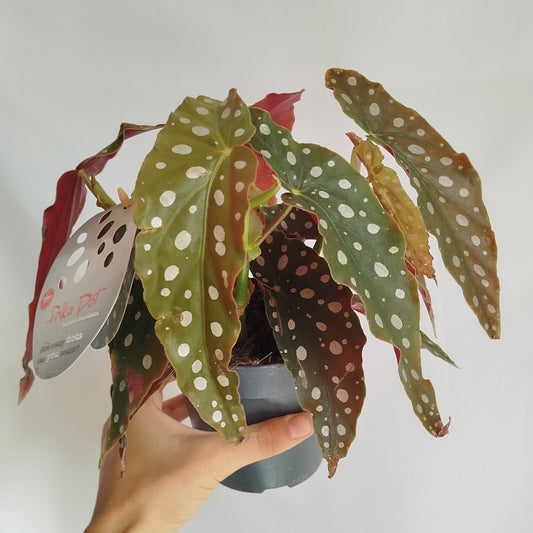 Begonia Maculata