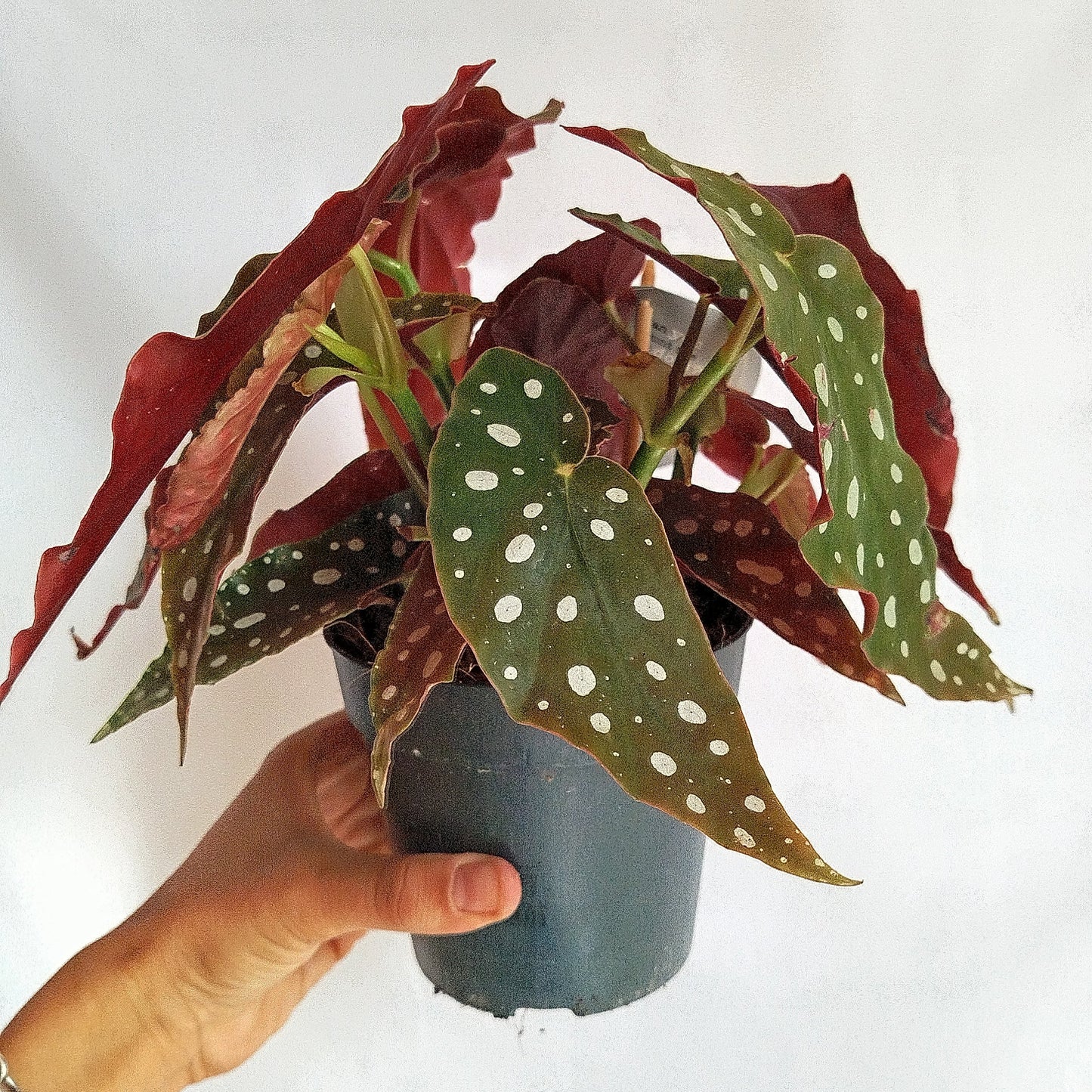 Begonia Maculata