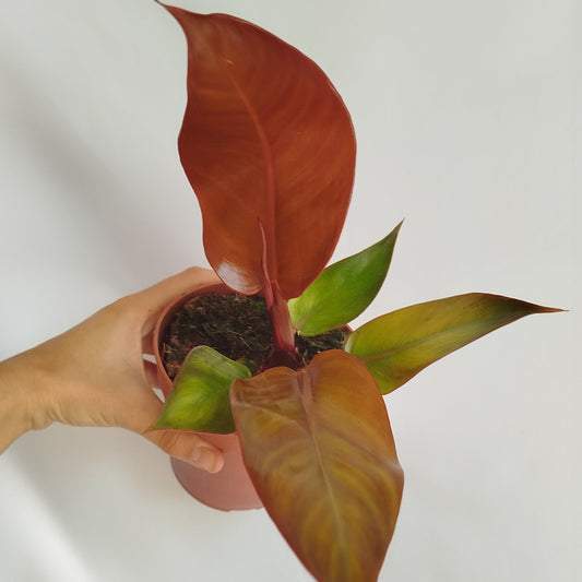 Philodendron ‘McColley’s Finale’