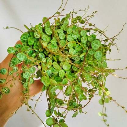 peperomia prostrata