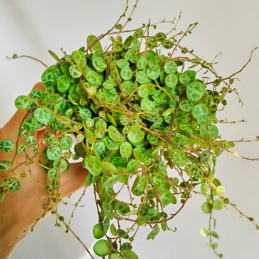 peperomia prostrata