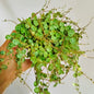 peperomia prostrata