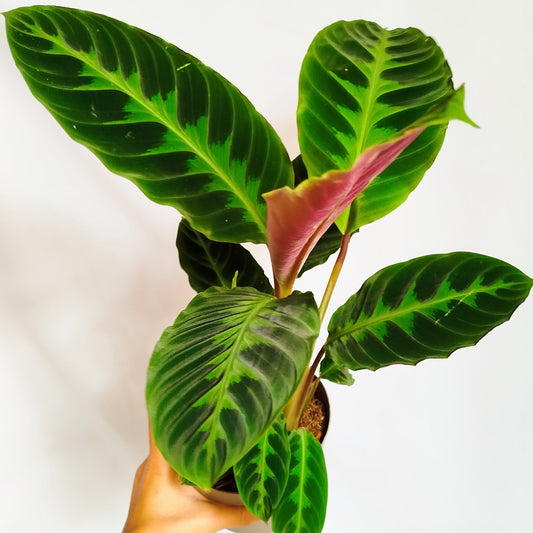 Calathea warscewiczii