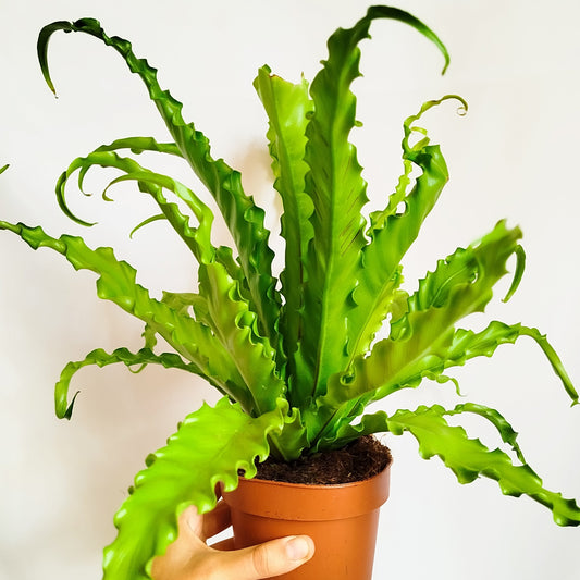 Helecho Asplenium Antiquum Osaka