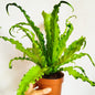 Helecho Asplenium Antiquum Osaka