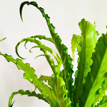 Helecho Asplenium Antiquum Osaka
