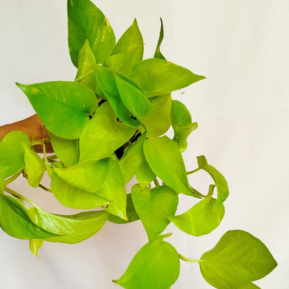 Potho Neon