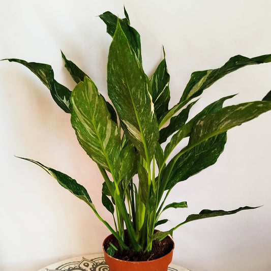 Spatiphyllum Diamond