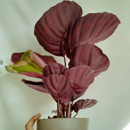 Calathea roseopicta ‘Dottie'