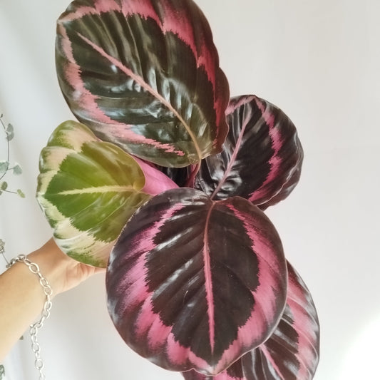 Calathea roseopicta ‘Dottie'