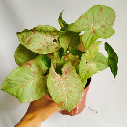 Syngonium Milk Confetti