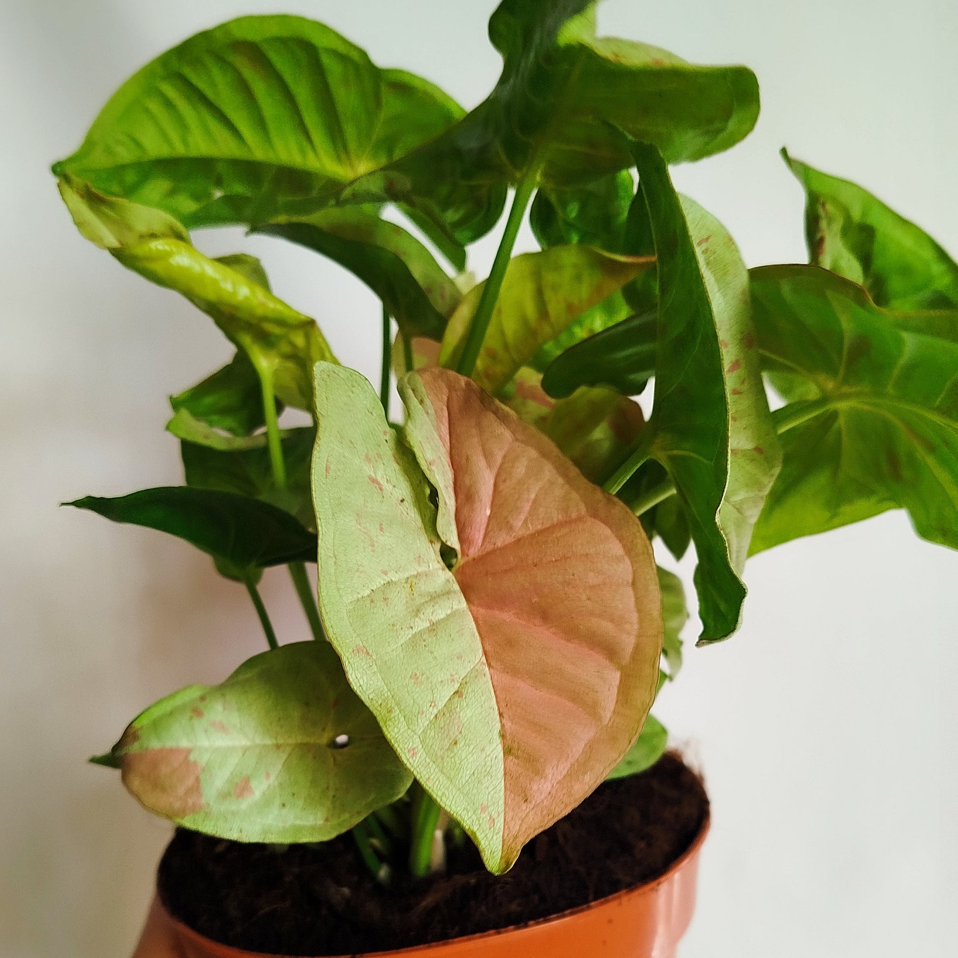 Syngonium Milk Confetti