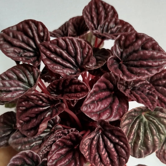 Peperomia Caperata Red Luna