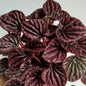 Peperomia Caperata Red Luna