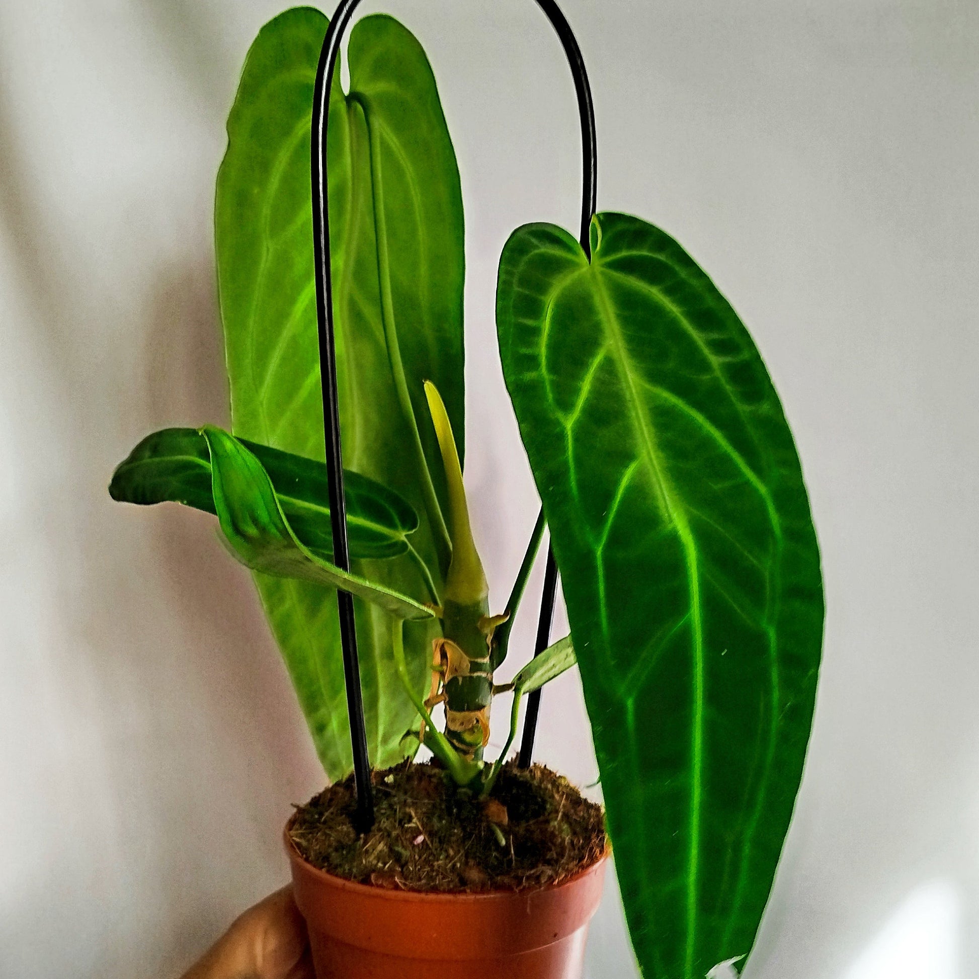 Anthurium warocqueanum