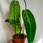 Anthurium warocqueanum