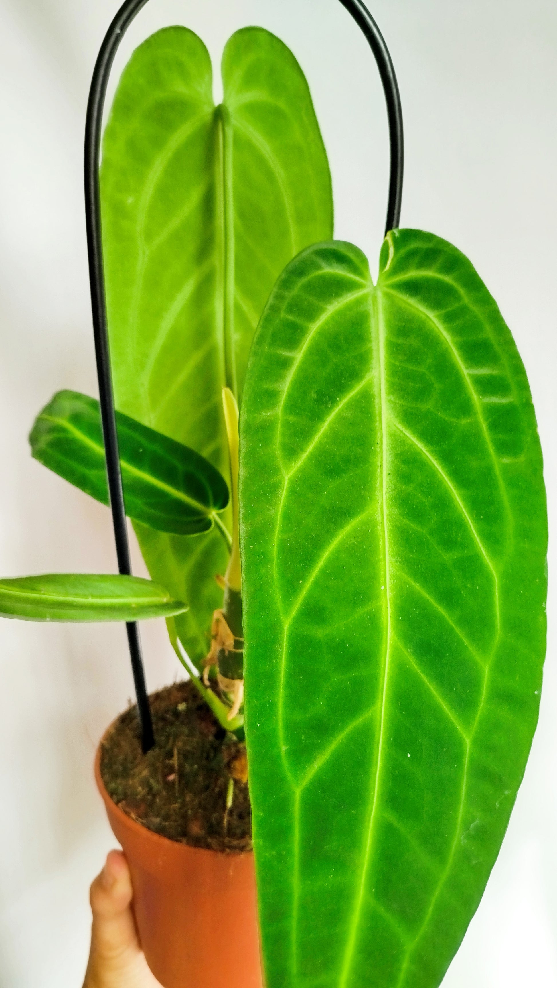 Anthurium warocqueanum