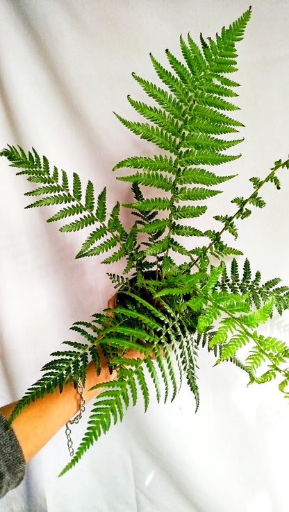 Dicksonia Antarctica - Helecho arbóreo