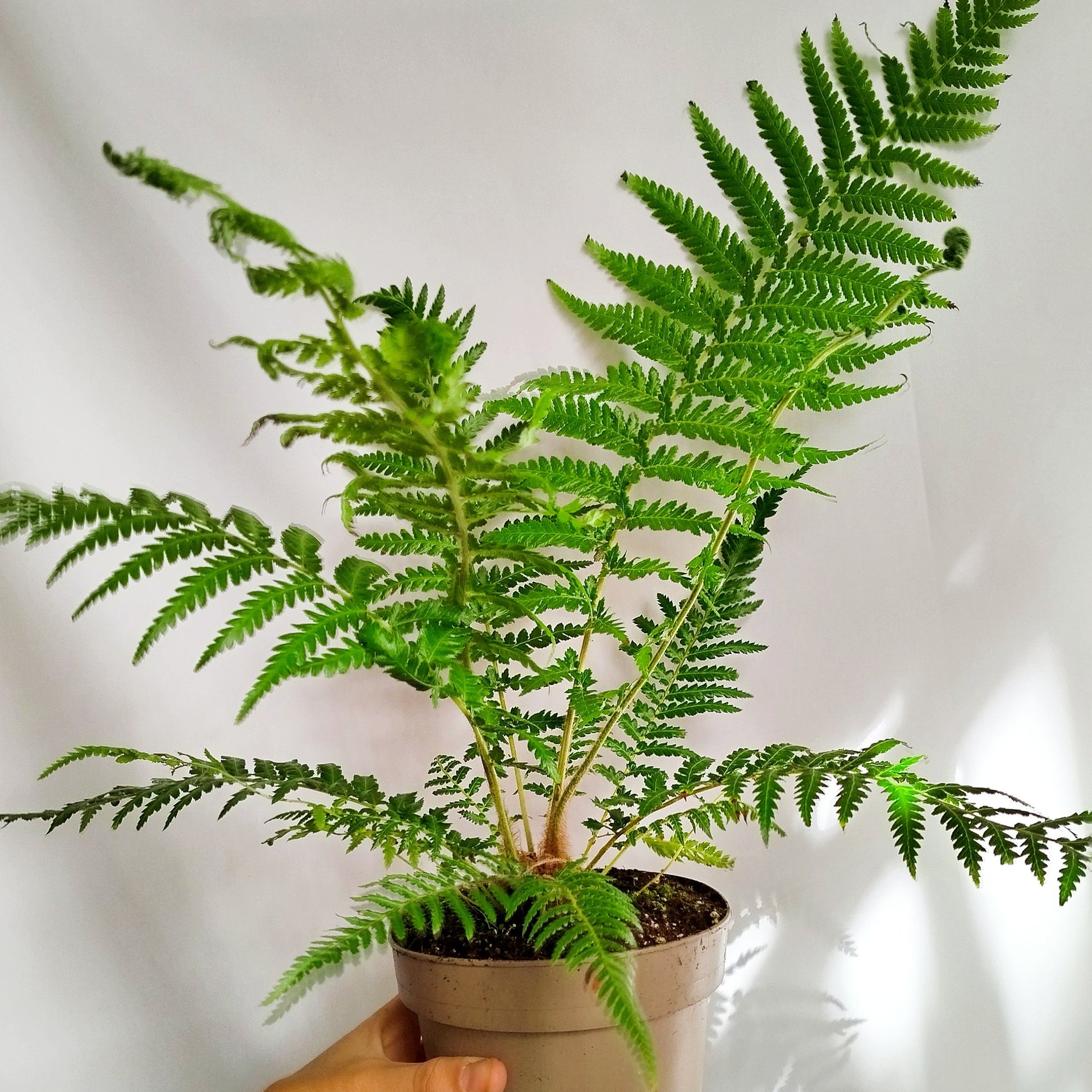 Dicksonia Antarctica - Helecho arbóreo